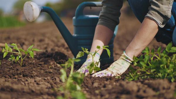 Conseils de jardinage Albias
